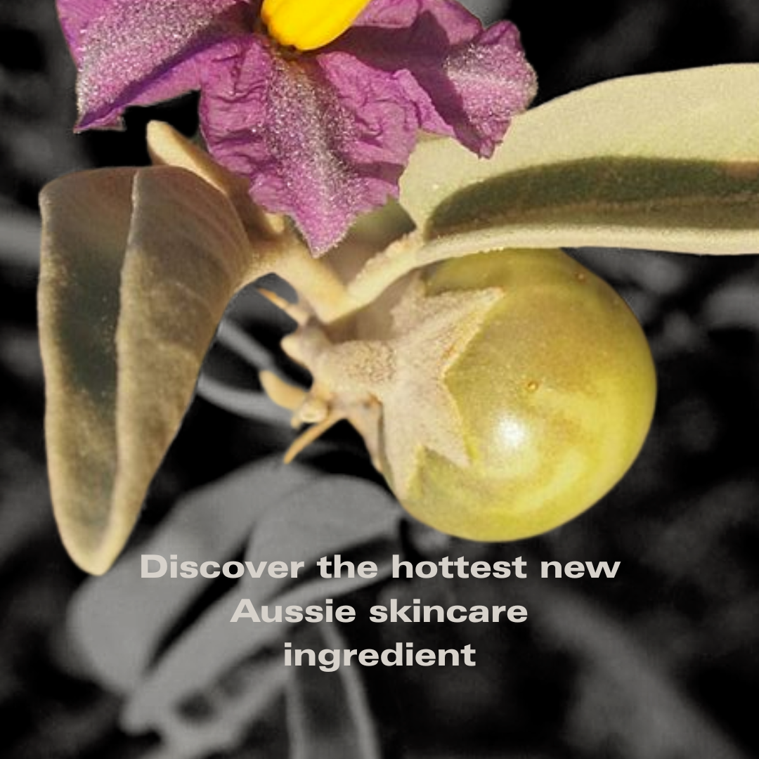 Desert tomato (aka bush tomato, desert raisin)