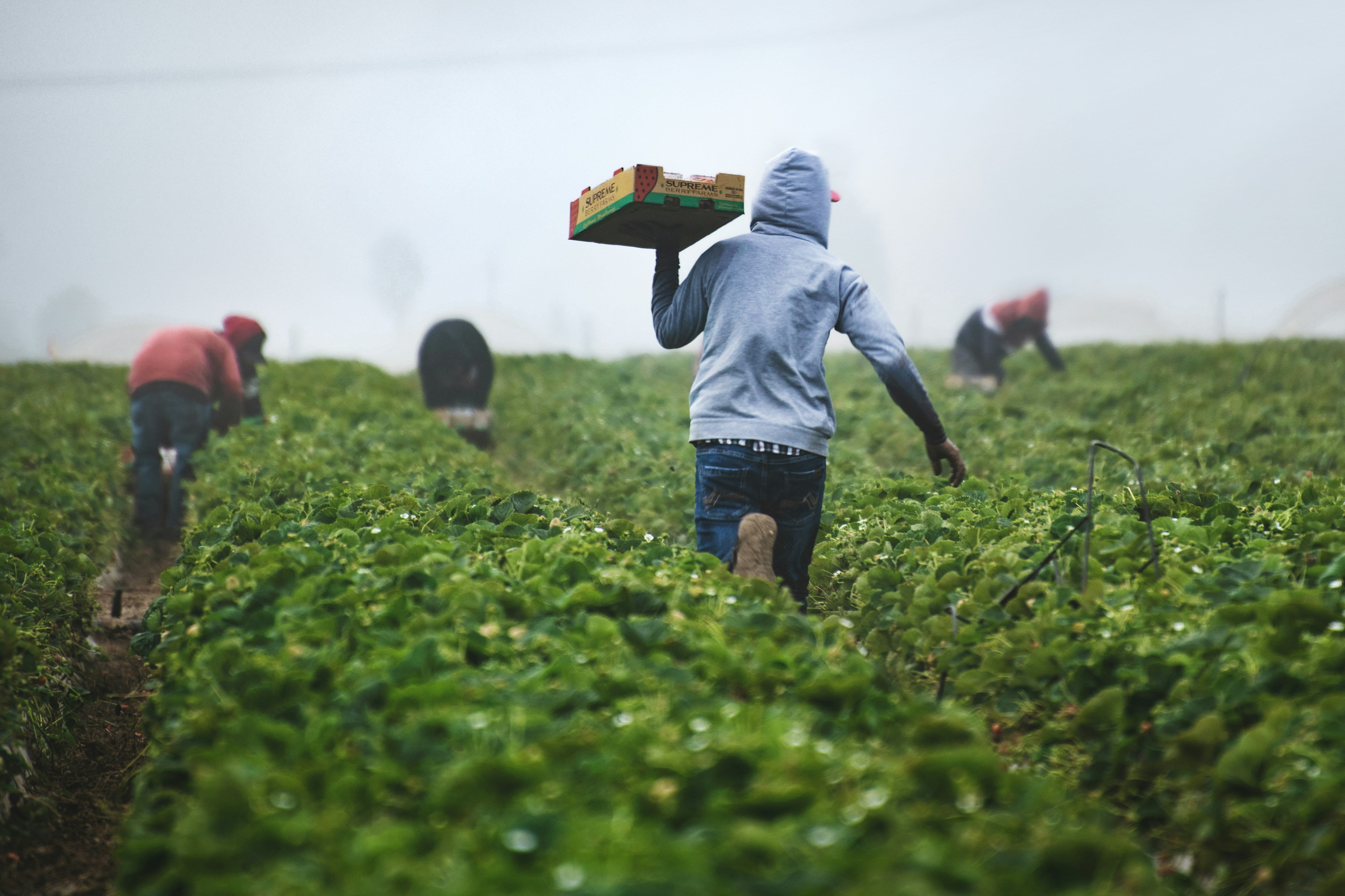 Why do we source Native Australian Plants from First Nations Farmers